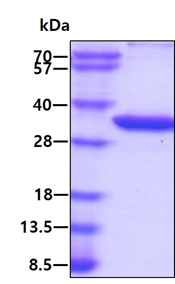 3ug by SDS-PAGE under reducing condition and visualized by coomassie blue stain.