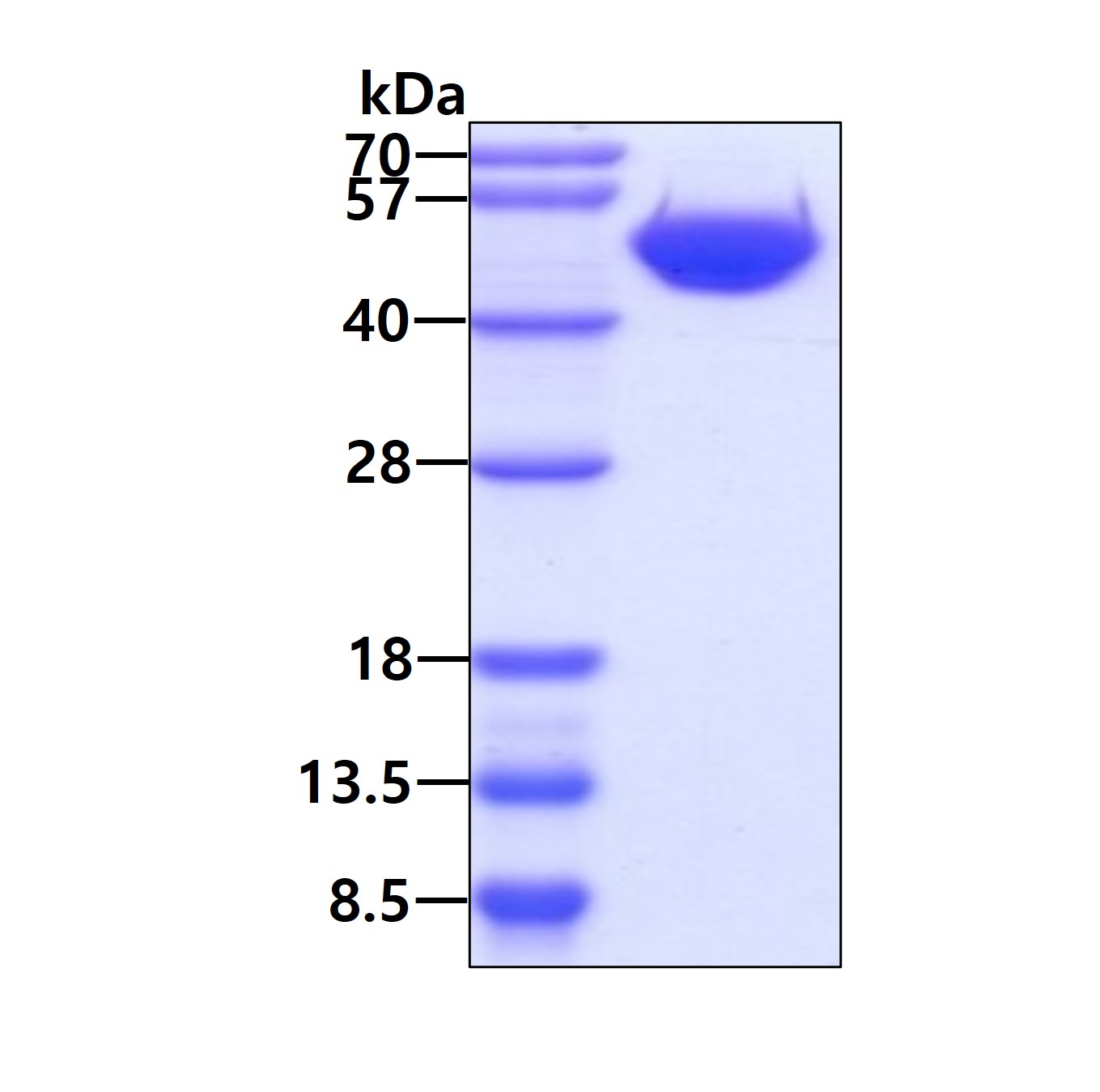 Recombinant human HA...