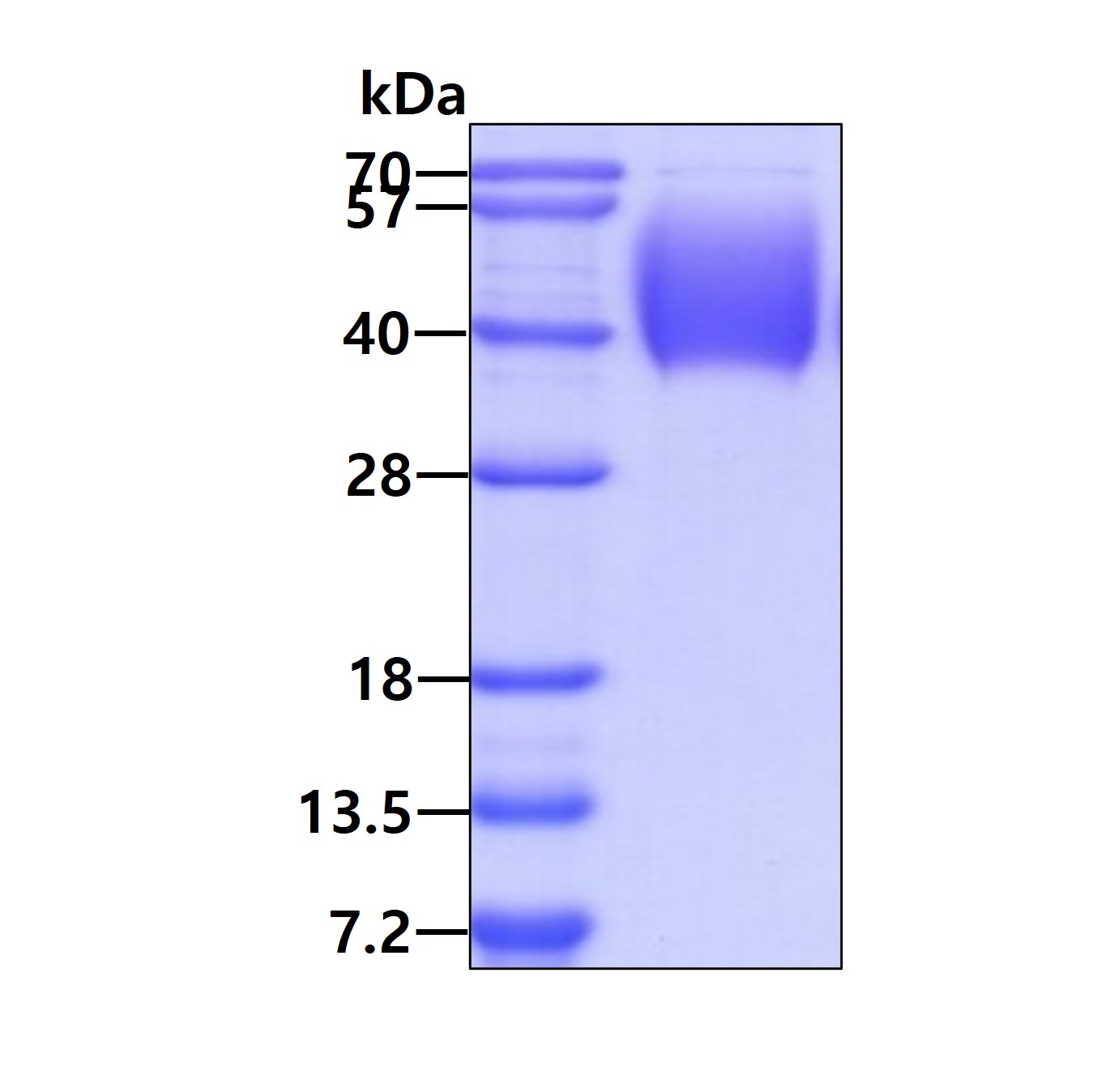 Recombinant Human Fc...
