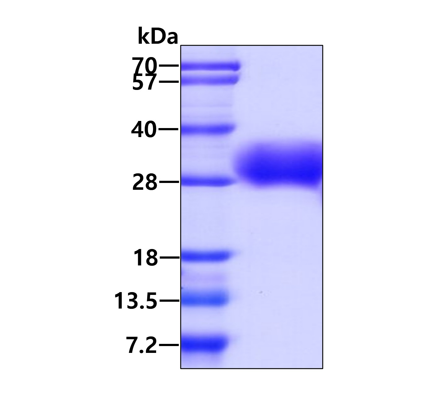 Recombinant human Fc...