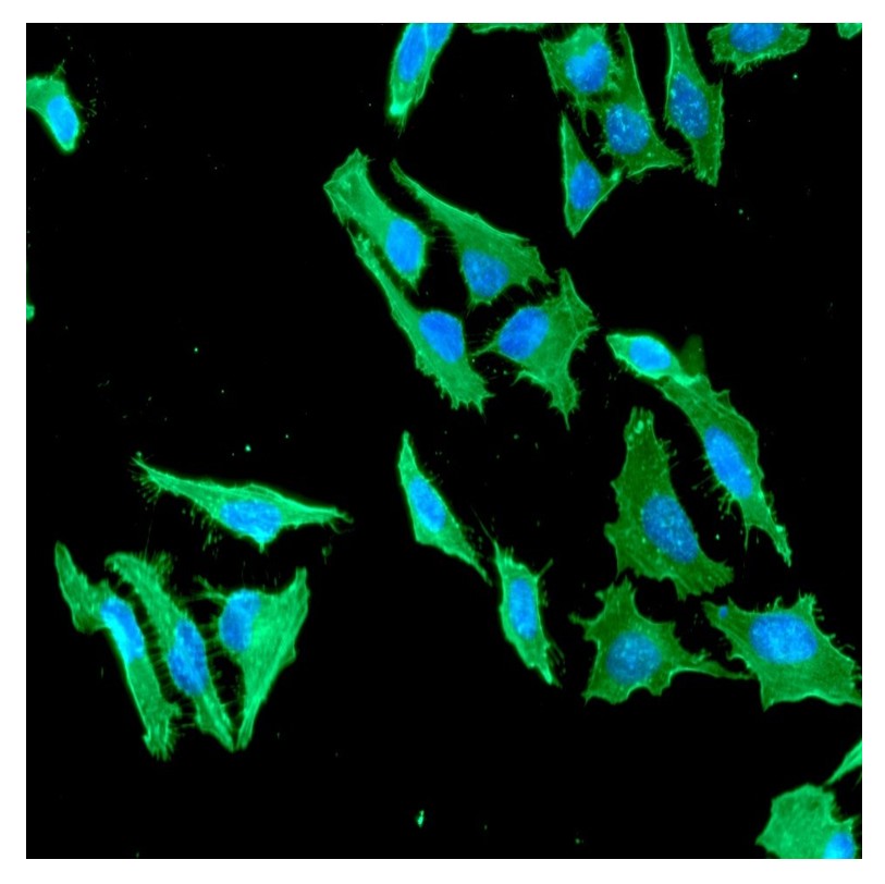 Human beta-Actin ant...