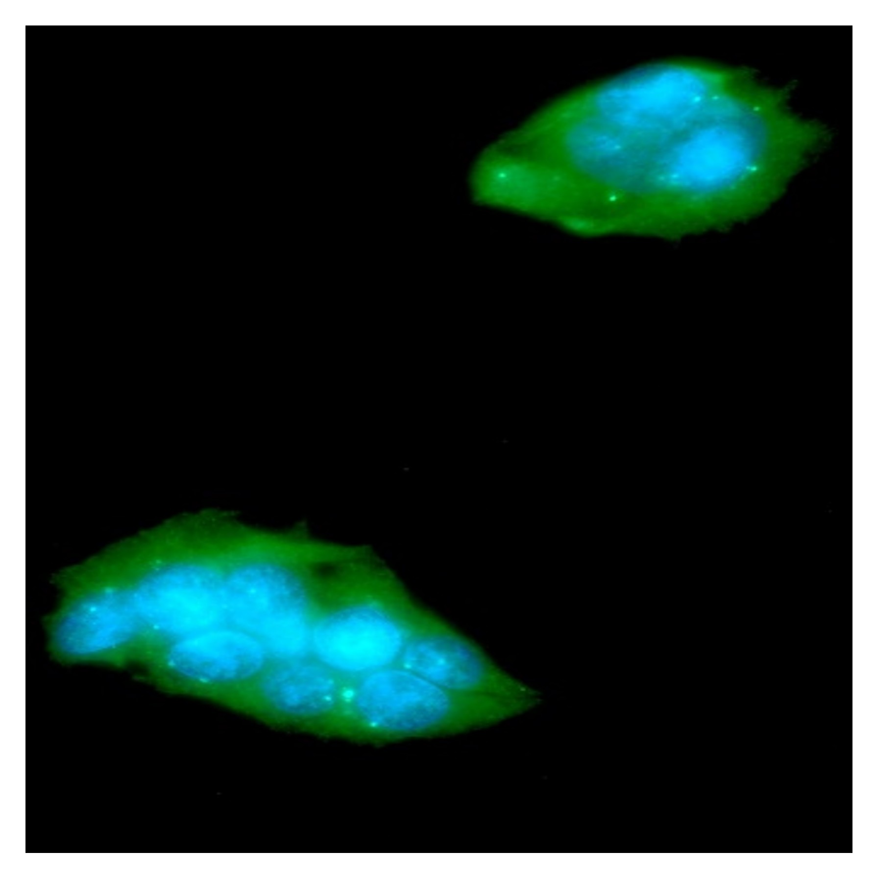 Human TREM2 antibody...